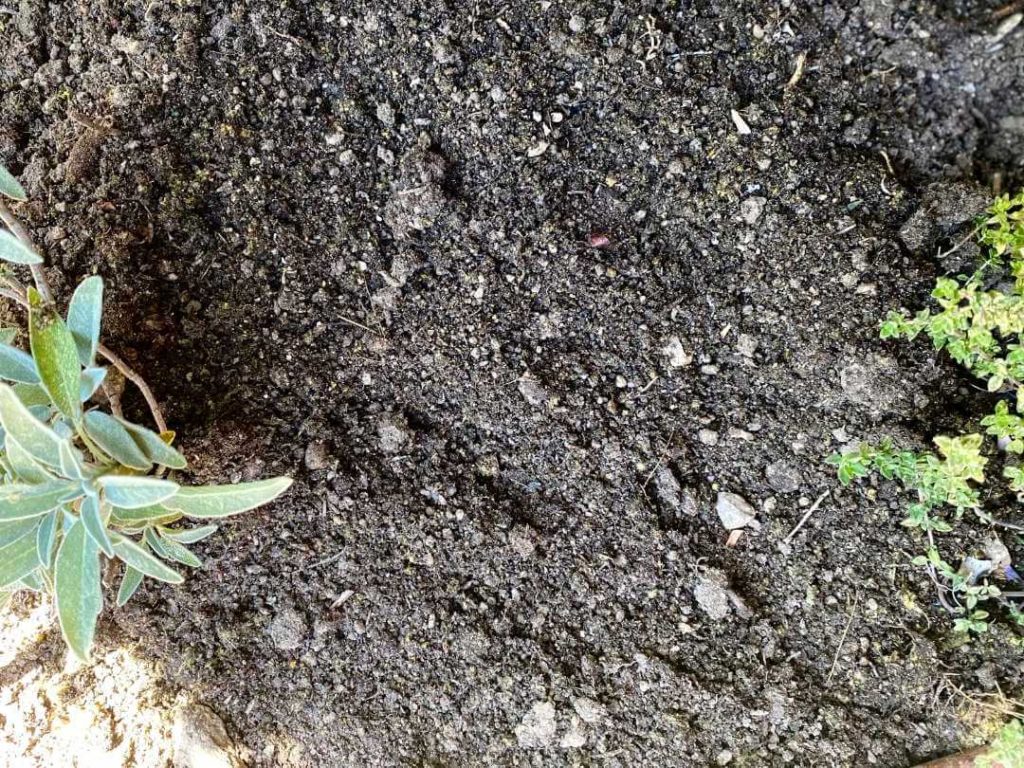 The fresh compost pesto is well mixed in the soil