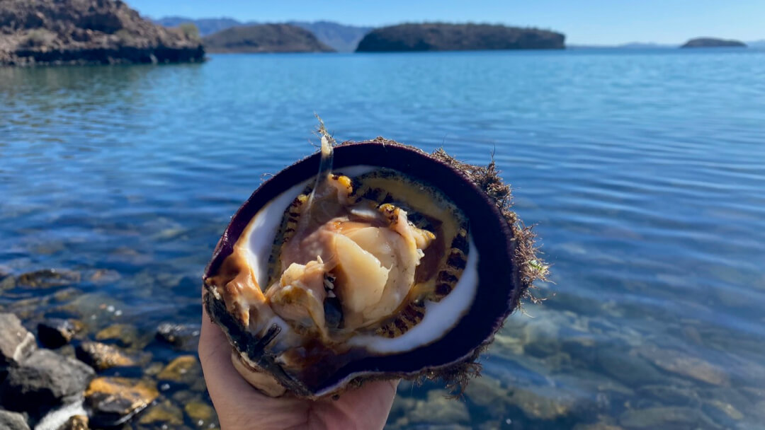 sea foraging scallop in clean seas