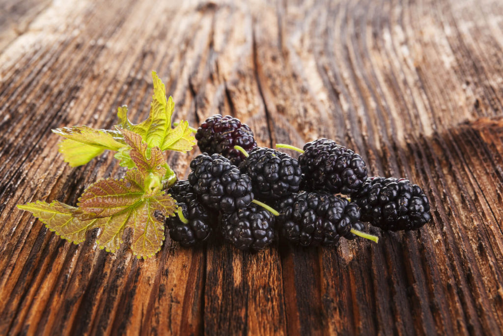 Fresh black mulberries