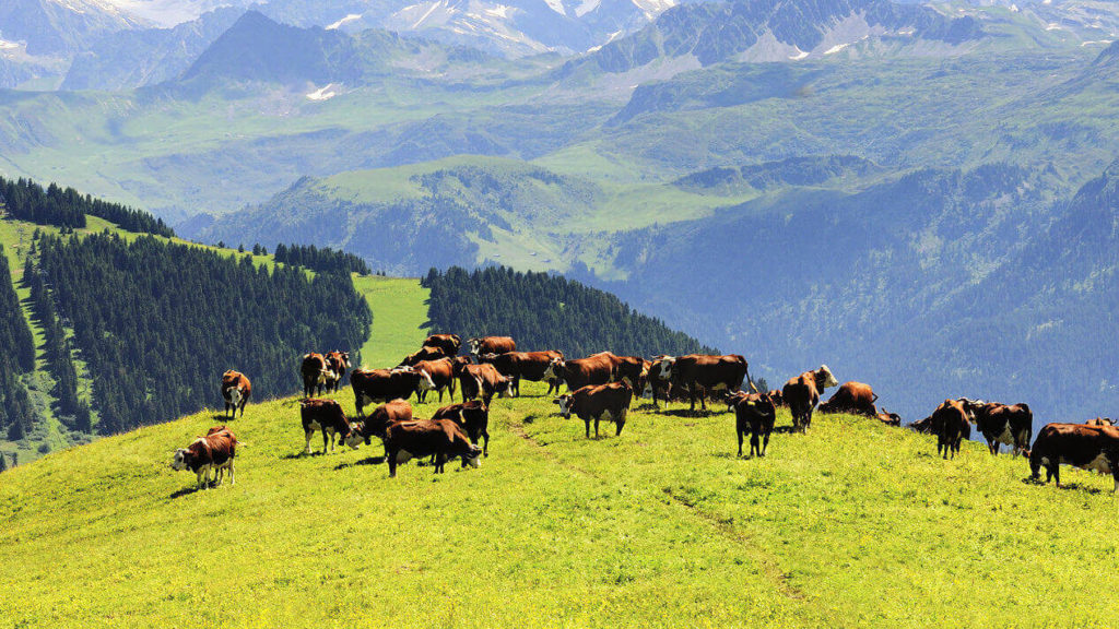 Cattle and cows eating green grass high up in the green ranges of mountains, a killer view