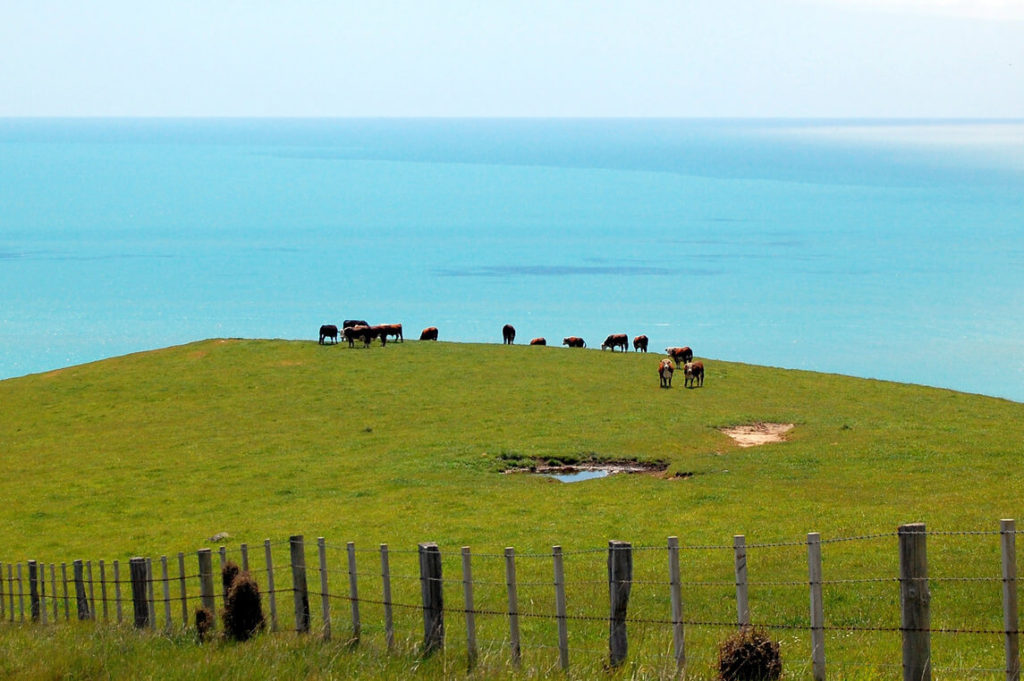 Cattle and cows eating green grass on a pasture by the sea: grass-fed ocean view beef