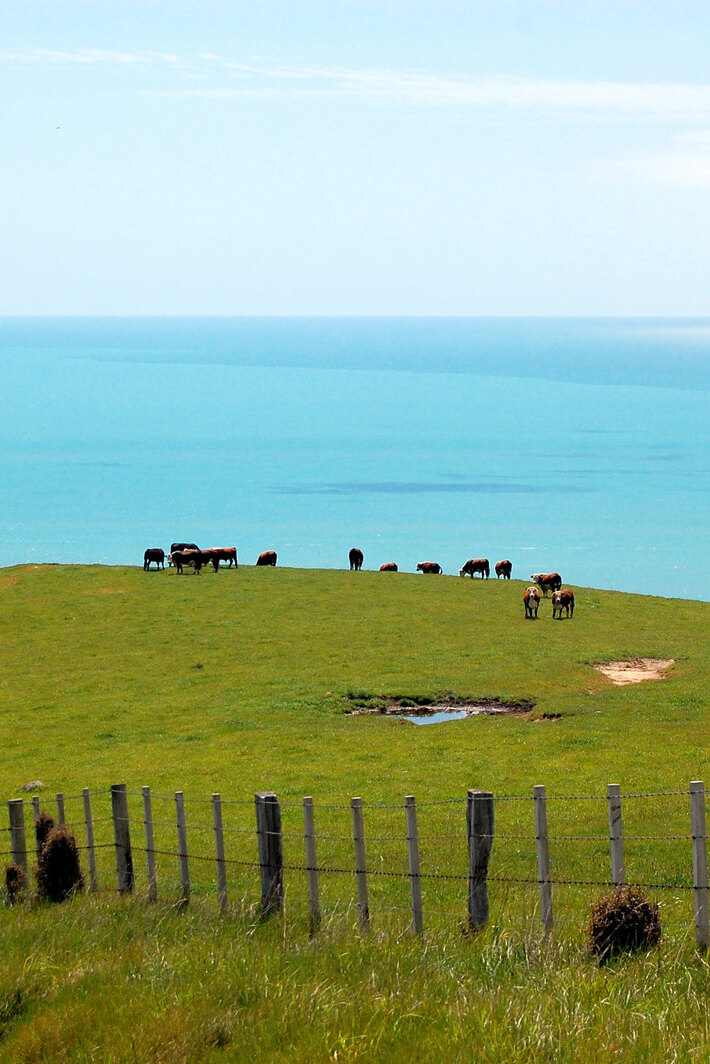 Best value meat is pasture raised in an environment that is vacation worthy, like these cows on a pasture with an ocean view