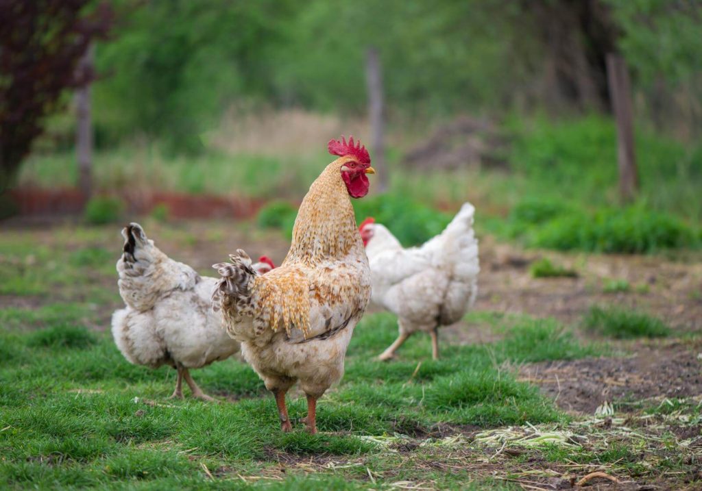 Chickens roams free on a pasture