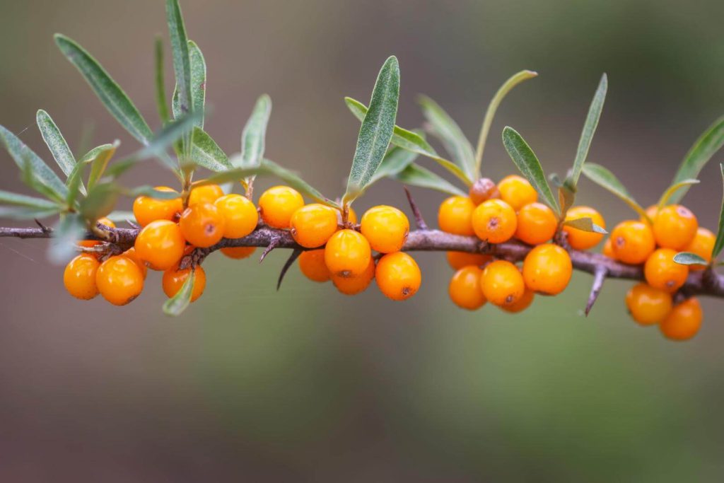 Fresh sea buckthorn berries branch