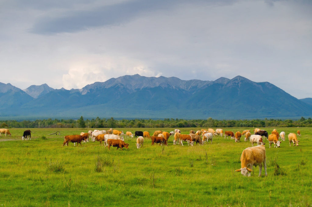 Cattle eating green grass on a large pasture in front of mountains are best quality beef