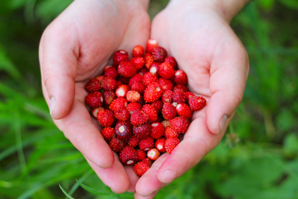 Fresh wild strawberries in hands