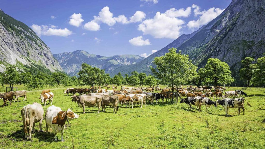 Cows eating grass in the valley of pasture and trees surrounded by mountains ranges, like a premium vacation spot