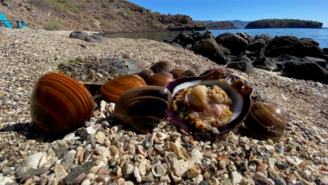 Foraging clams (almejas chocolatas) and scallops in Bahia Conception Mulege in Baja California Sur, Mexico