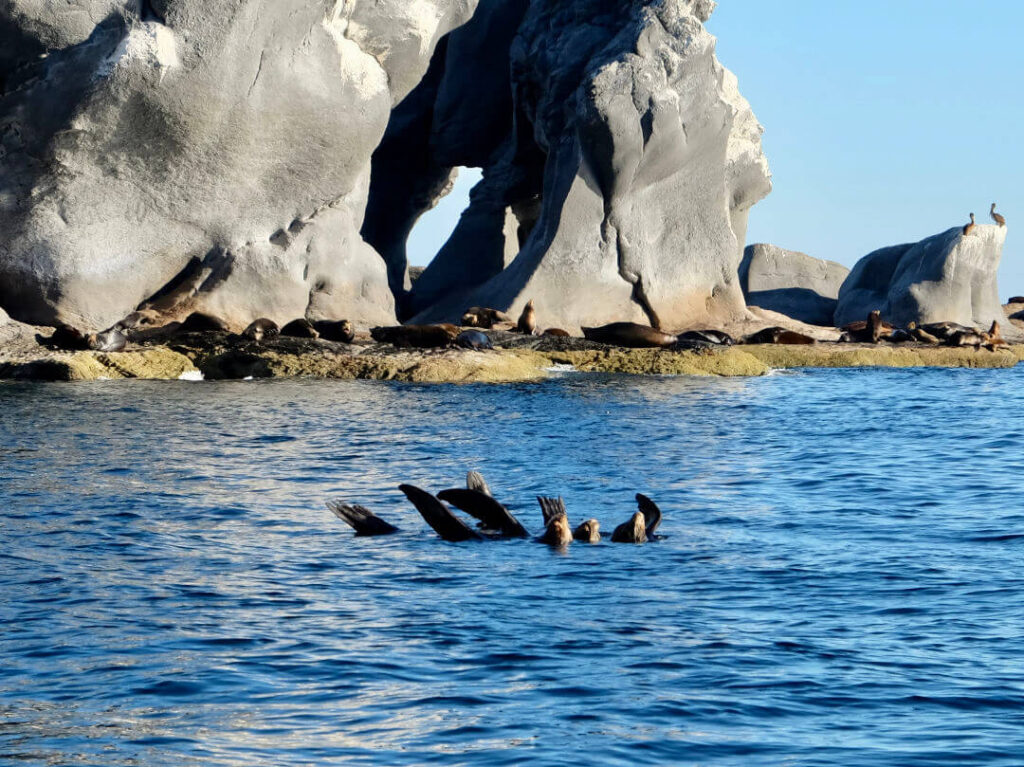 Sea lions sun bathing and playing in the water at Isla Coronado in Loreto Bay National Park, Baja California Sur, Mexico