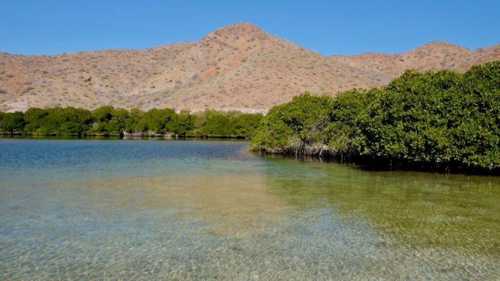 Mangroves at Playa Santispac, Bahia Concepcion, Baja California Sur, Mexico