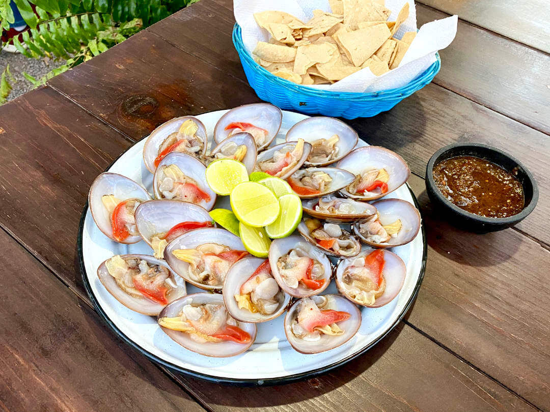 Fresch caught natural almejas chocolatas (chocolate clams) sashimi in Loreto, Mexico