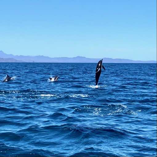 Dolphins jumping out of the water in Loreto National Park