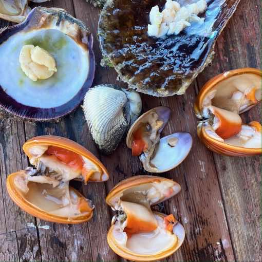 A variety of live and freshly foraged clams in Loreto, ready to eat