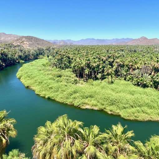 The oasis of palm trees by the river of Mulege