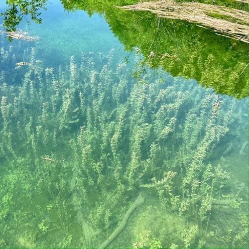 Plants underwater in Plitvice Lakes National Park, Croatia