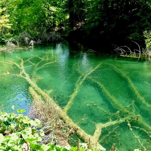 Tree trunks water water in Plitvice Lakes National Park, Croatia