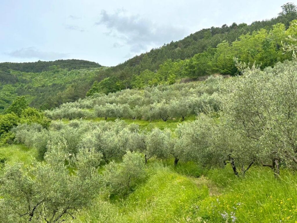 Olive grove of Ipsa in Istria Croatia