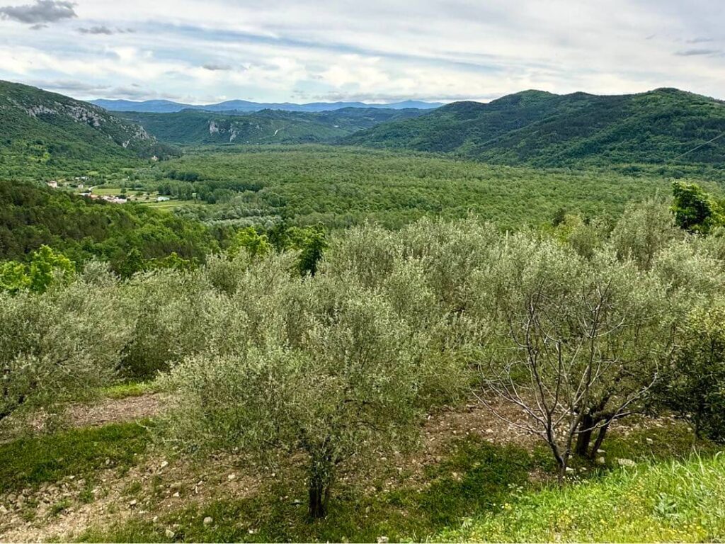 Olive trees grow on higher elevation above the valley in Istria Croatia