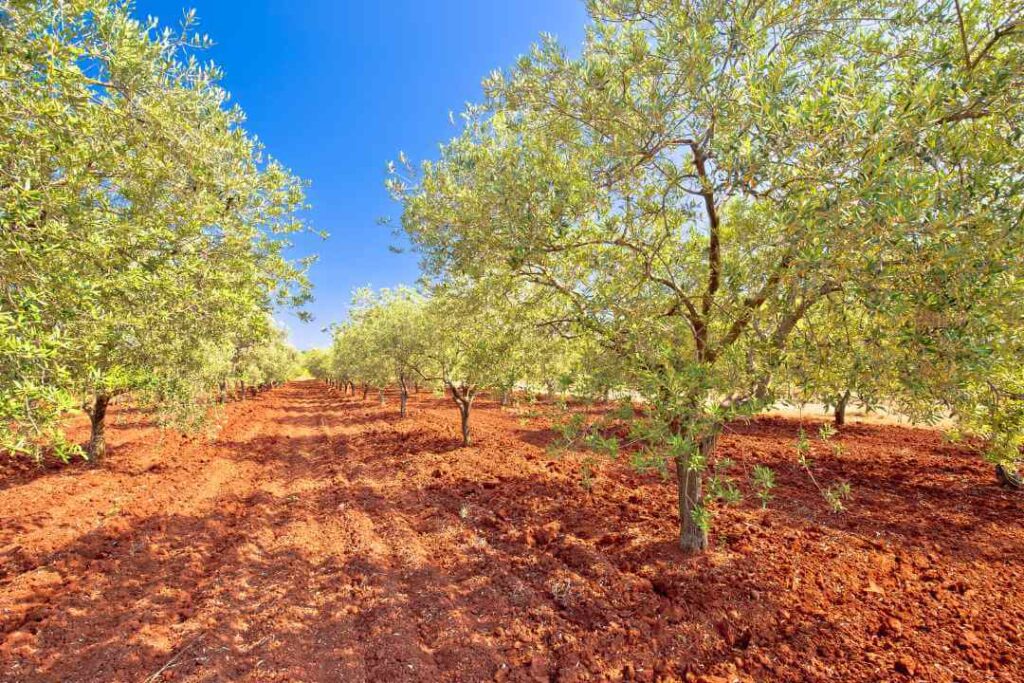 The red terra rossa soil is a special soil type in Istria Croatia. Some olives trees grow on the terra rossa red soil.