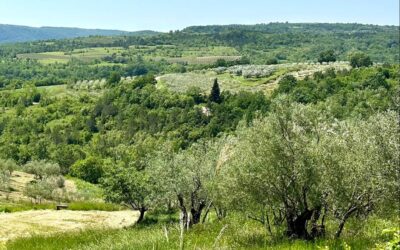 Istria Croatia Is The Best Olive Oil Tasting Destination