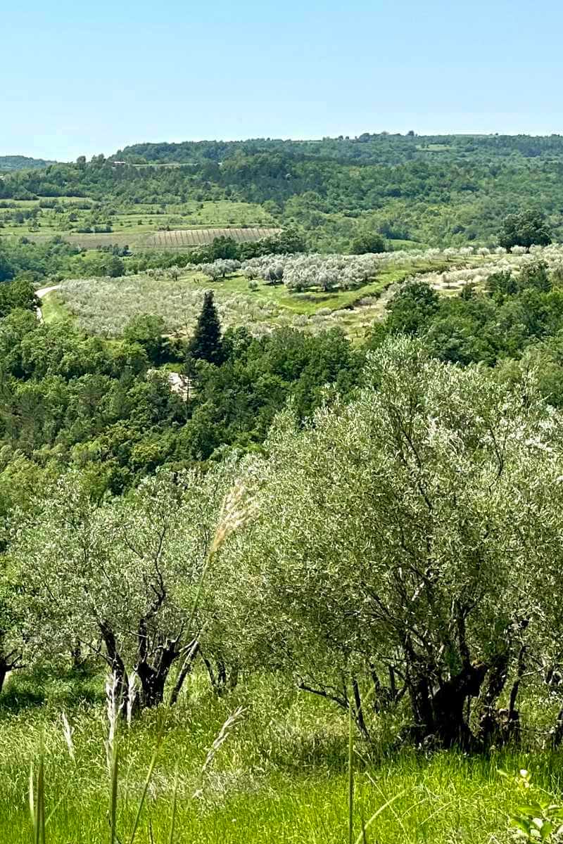 Olive grove and vineyards rolling over different terranes in Istria Croatia