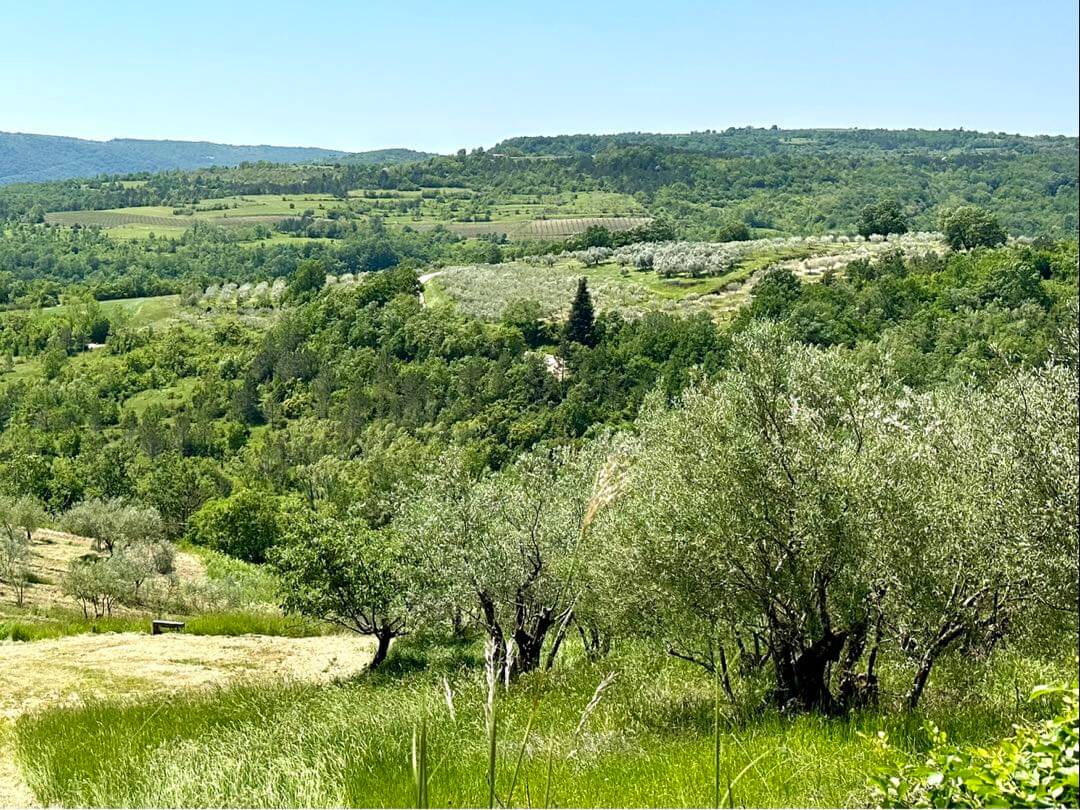 Olive grove and vineyards rolling over different terranes in Istria Croatia