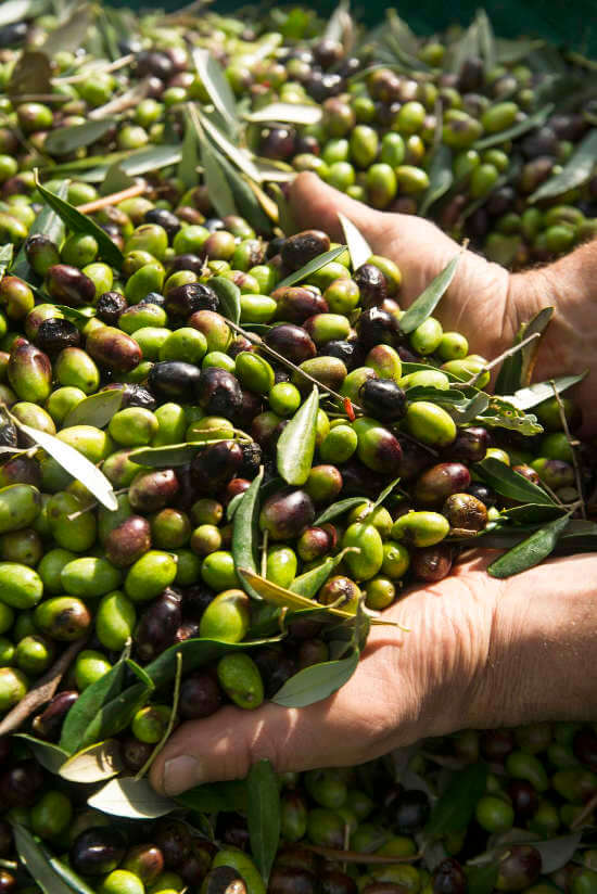 Freshly harvested olives