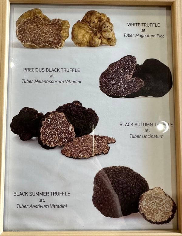 Truffle varieties in Istria Croatia: white truffle, summer black trufle, winter black truffle, autumn truffle