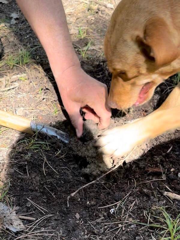 Truffle hunting dog digs and the human digs at the end to take the truffle out, in Istria Croatia