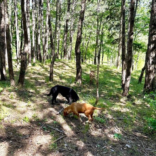 Truffle hunting with truffle hunting dogs in the Motovun forest in Istria Croatia