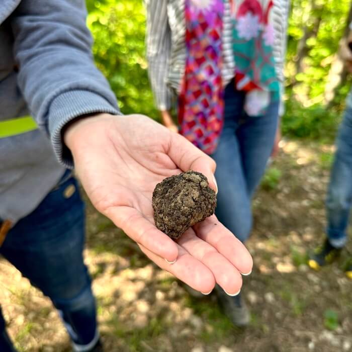 Freshly dug black truffle with dirt on from truffle hunting with hunting dogs in Istria Croatia