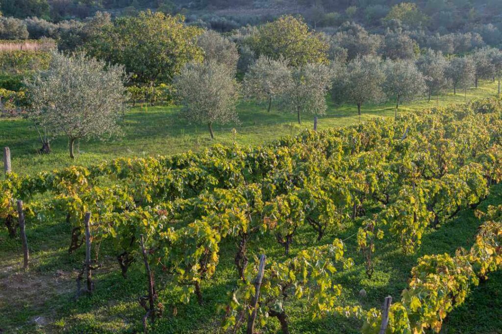 Olive groves and vineyards side by side in Tuscany