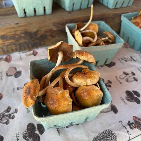 Cultivated chestnuts mushroom at the downtown city farmers market in Asheville, North Carolina