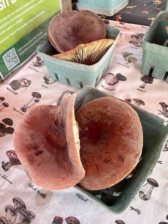 Foraged wild Milky caps mushrooms at the downtown city farmers market in Asheville, North Carolina